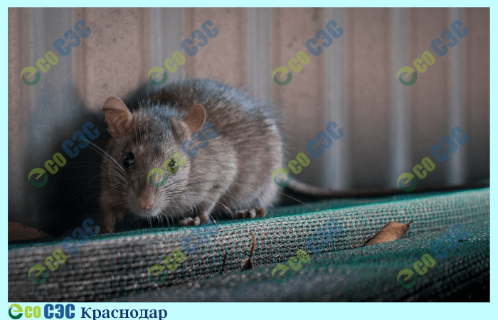 Фото-дератизация от крыс
