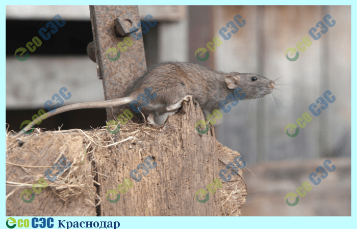 Фото-выведение крыс в помещении