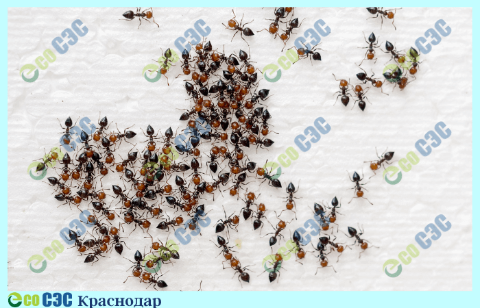 Фото-обработка от муравьев
