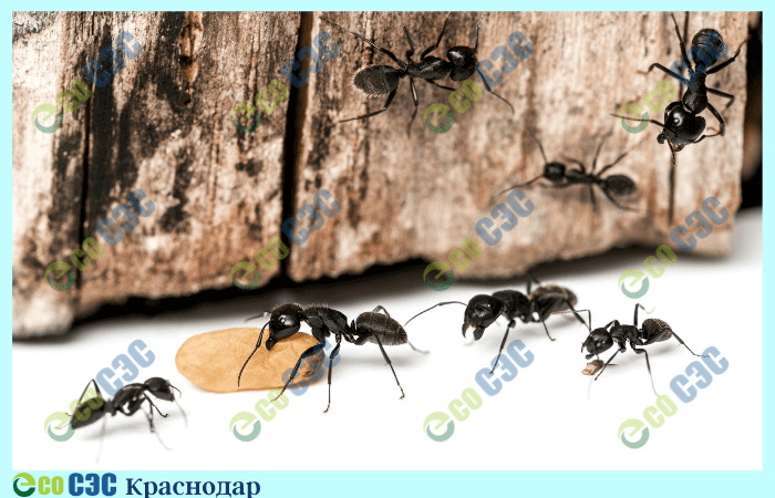Фото-дезинфекция от муравьев