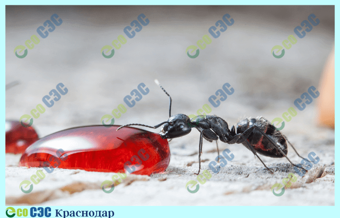 Фото-уничтожение муравьев