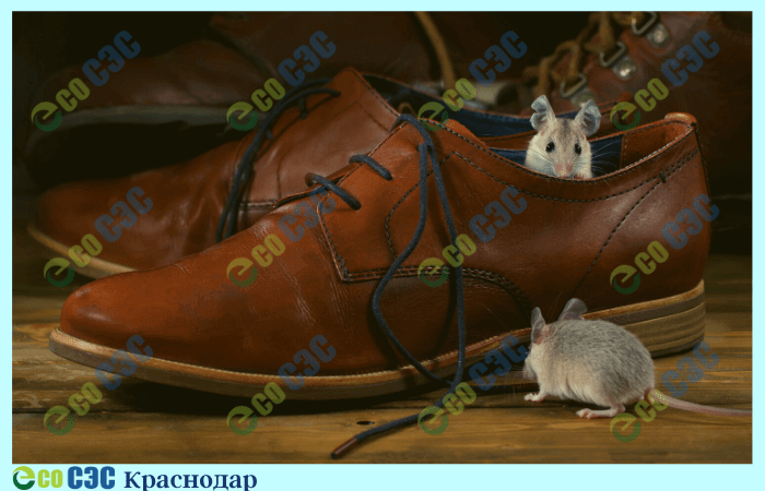 Фото-травля мышей
